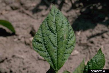 Bean Common Mosaic Virus (Potyvirus BCMV ) on common bean (Phaseolus vulgaris ) - 5365716