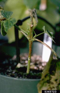 Tobacco Streak Virus (Ilarvirus TSV ) on common bean (Phaseolus vulgaris ) - 5365723