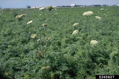 carrot, Daucus carota ssp. sativus (Apiales: Apiaceae) - 5365827