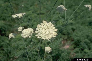 carrot, Daucus carota ssp. sativus (Apiales: Apiaceae) - 5365829