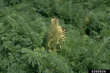 phytoplasma (general) (Phytoplasma  ) on carrot (Daucus carota ssp. sativus) - 5365834