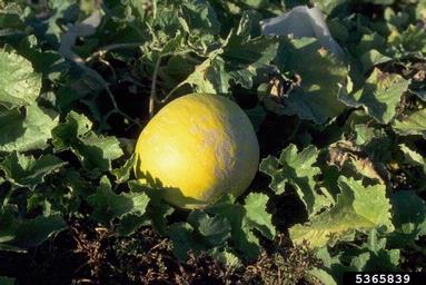 muskmelon, Cucumis melo ssp. melo (Violales: Cucurbitaceae) - 5365839