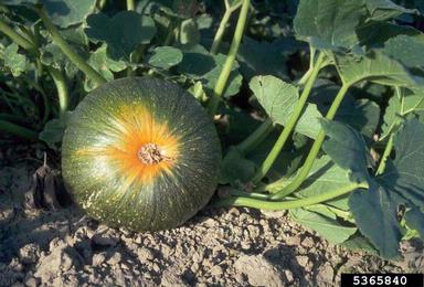 squashes (general), Cucurbita pepo  (Violales: Cucurbitaceae) - 5365840