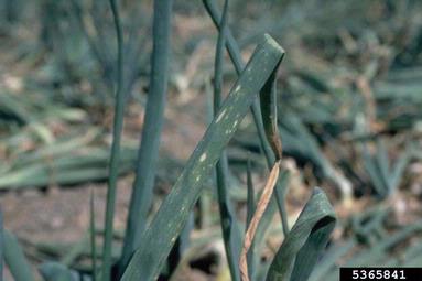botrytis rot (Botrytis allii ) on garden onion (Allium cepa ) - 5365841