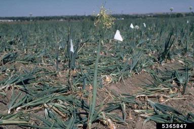 phytoplasma (general) (Phytoplasma  ) on garden onion (Allium cepa ) - 5365847