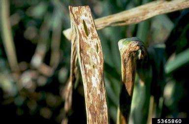 Xanthomonas leaf blight of onion (Xanthomonas axonopodis pv. allii) on garden onion (Allium cepa ) - 5365860