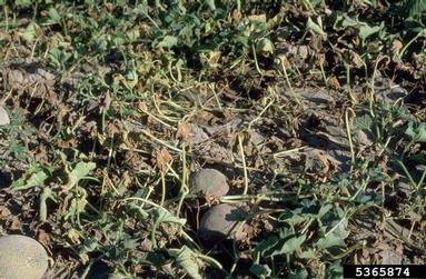 Fusarium root rot and wilt (Fusarium oxysporum ) on watermelon (Citrullus lanatus ) - 5365874