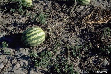 Fusarium root rot and wilt (Fusarium oxysporum ) on watermelon (Citrullus lanatus ) - 5365875