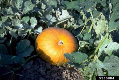 squashes (general), Cucurbita pepo  (Violales: Cucurbitaceae) - 5365884