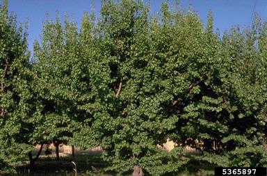 apricot, Prunus armeniaca  (Rosales: Rosaceae) - 5365897