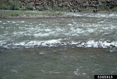 rivers and streams,    (Freshwater biomes: Miscellaneous Rivers and Streams) - 5365915