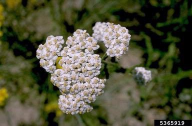 yarrow, Achillea spp.  (Asterales: Asteraceae) - 5365919