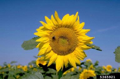 bumble bees (Bombus spp. ) on sunflower (Helianthus spp. ) - 5365921