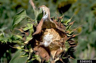 Rhizopus soft rots (Rhizopus spp. ) on sunflower (Helianthus spp. ) - 5365931