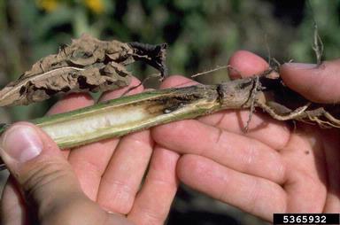 sunflower root weevil (Baris strenua ) on sunflower (Helianthus spp. ) - 5365932