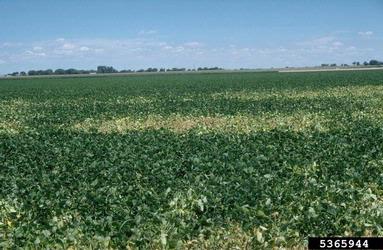 Fusarium wilt (Fusarium oxysporum f.sp. phaseoli) on common bean (Phaseolus vulgaris ) - 5365944