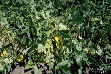 Fusarium wilt (Fusarium oxysporum f.sp. phaseoli) on common bean (Phaseolus vulgaris ) - 5365945