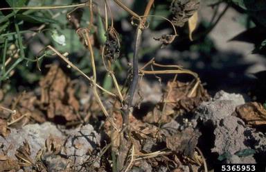 charcoal rot (Macrophomina phaseolina ) on common bean (Phaseolus vulgaris ) - 5365953