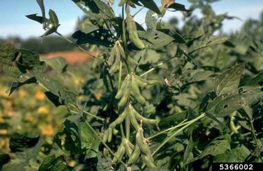 soybean, Glycine max  (Fabales: Fabaceae (Leguminosae)) - 5366002
