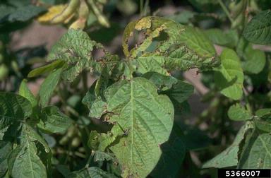 bacterial blight (Pseudomonas savastanoi pv. glycinea) on soybean (Glycine max ) - 5366007