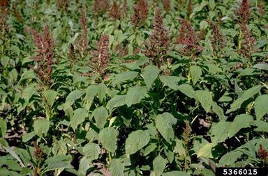 pigweed, Amaranthus spp.  (Caryophyllales: Amaranthaceae) - 5366015