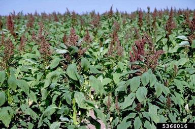 pigweed, Amaranthus spp.  (Caryophyllales: Amaranthaceae) - 5366016