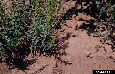 beardtongues, Penstemon spp.  (Scrophulariales: Scrophulariaceae) - 5366033