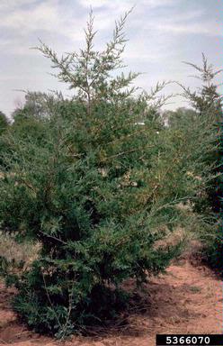 eastern redcedar, Juniperus virginiana  (Pinales: Cupressaceae) - 5366070
