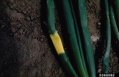garden onion, Allium cepa  (Liliales: Liliaceae) - 5366082