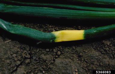 garden onion, Allium cepa  (Liliales: Liliaceae) - 5366083