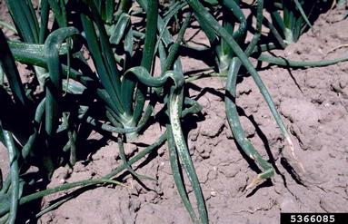 garden onion, Allium cepa  (Liliales: Liliaceae) - 5366085