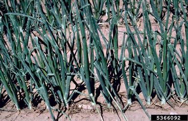 garden onion, Allium cepa  (Liliales: Liliaceae) - 5366092
