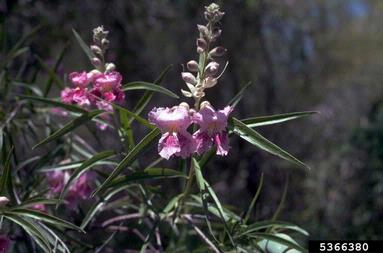 desert willow, Chilopsis linearis  (Scrophulariales: Bignoniaceae) - 5366380