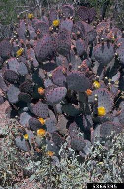 pricklypear/cholla, Opuntia spp.  (Caryophyllales: Cactaceae) - 5366395