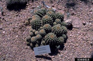 hamatocactus, Hamatocactus spp.  (Caryophyllales: Cactaceae) - 5366415