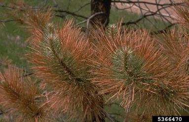 frost and winter injury (general) (  ) on ponderosa pine (Pinus ponderosa ) - 5366470