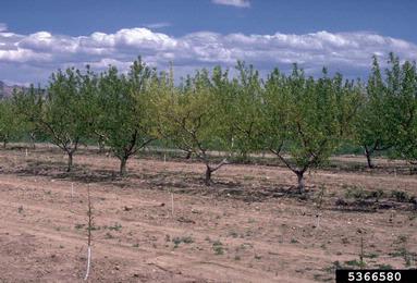 X-disease (Phytoplasma MLO ) on peach (Prunus persica ) - 5366580