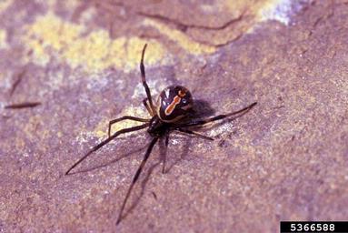 black widow spider, Latrodectus mactans  (Araneae: Theridiidae) - 5366588