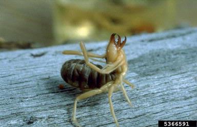 solpugids, wind scorpions, sun spiders,    (Solifugae: Eremobatidae) - 5366591