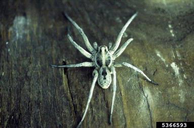 giant wolf spider, Hogna carolinensis  (Araneae: Lycosidae) - 5366593