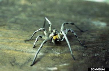 giant wolf spider, Hogna carolinensis  (Araneae: Lycosidae) - 5366594