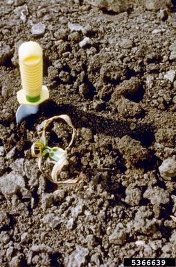 Penicillium fungi (Penicillium spp. ) on corn (Zea mays ) - 5366639