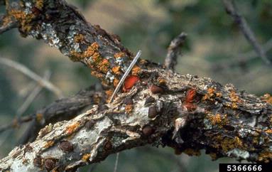 Endothia fungus (Endothia singularis ) on Gambel oak (Quercus gambelii ) - 5366666