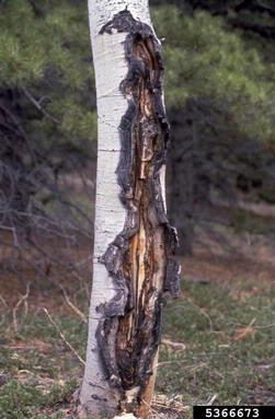 Ceratocystis canker - stain of sycamore (Ceratocystis fimbriata f.sp. platani) on quaking aspen (Populus tremuloides ) - 5366673