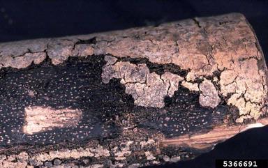 Cryptosphaeria canker (Cryptosphaeria ligniota ) on quaking aspen (Populus tremuloides ) - 5366691
