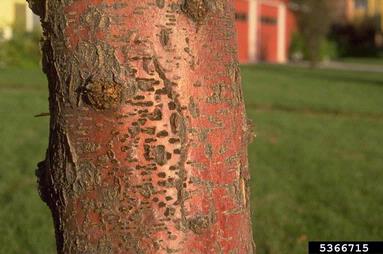 Thyronectria canker (Thyronectria austroamericana ) on honeylocust (Gleditsia triacanthos ) - 5366715