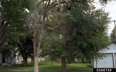 Dutch elm disease (Ophiostoma ulmi ) on elm (Ulmus spp. ) - 5366739