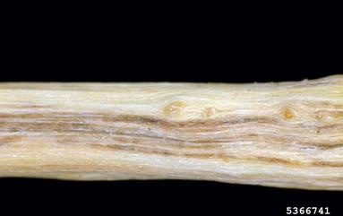 Dutch elm disease (Ophiostoma ulmi ) on elm (Ulmus spp. ) - 5366741