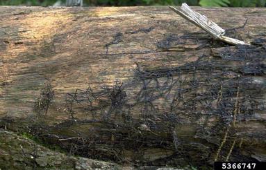 Armillaria root rots (Armillaria spp. ) on *trees (  ) - 5366747