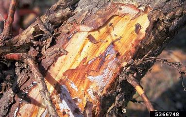 Armillaria root rots (Armillaria spp. ) on ponderosa pine (Pinus ponderosa ) - 5366748
